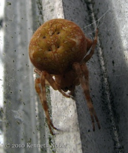 four-spot orb-weaver spider (Araneus quadratus) Kenneth Noble